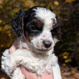 Mei - Parti female Poodle puppy in Salem Township, Maine from Moirae Poodles