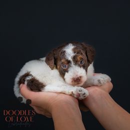 Nick - Chocolate male Labradoodle puppy in Travelers Rest, South Carolina from Doodles of Love Labradoodles