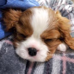 Cavalier King Charles Spaniel Puppies from Ikkes Cavaliers
