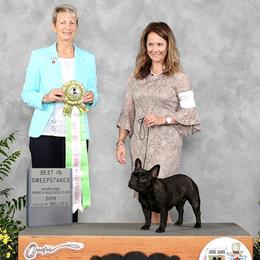 French Bulldogs and Labrador Retrievers from Horseman Hilltop Labradors and Jodee's Frenchies