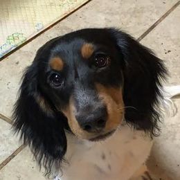 Dachshunds from Short Legged Miniature Dachshunds