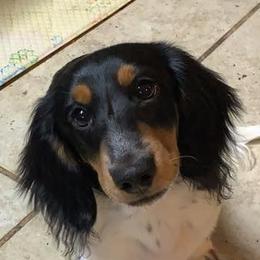 Dachshunds from Short Legged Miniature Dachshunds