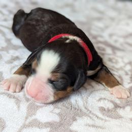 Red - Tri-color female Bernedoodle puppy in Connecticut from Valley View Doodles