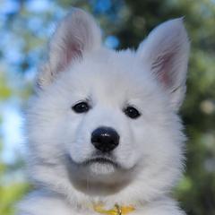 Yellow Collar - Berger Blanc Suisse puppy in Graham, Washington from Itrek White Swiss Shepherds