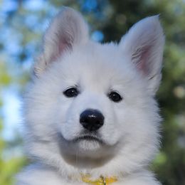 Yellow Collar - Berger Blanc Suisse puppy in Graham, Washington from Itrek White Swiss Shepherds