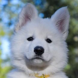 Yellow Collar - Berger Blanc Suisse puppy in Graham, Washington from Itrek White Swiss Shepherds