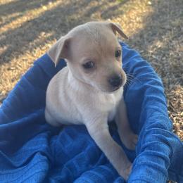Potato - Gold male Chihuahua puppy in Scranton, South Carolina from The Magnolia Pawlor, LLC