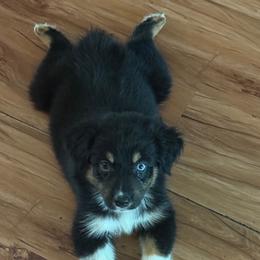 Daisy - Black tri-color female Australian Shepherd puppy in Columbia, Kentucky from Caywood Aussies