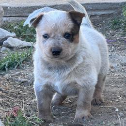 Squeak - Red mottled male Australian Cattle Dog puppy in Oberlin, Kansas from Hangin R Kennels