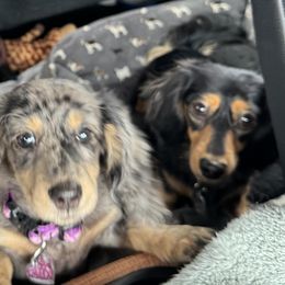 Dachshunds from DdogZ Miniature Dachshunds