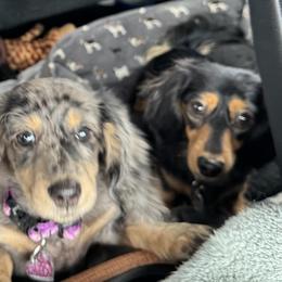 Dachshunds from DdogZ Miniature Dachshunds