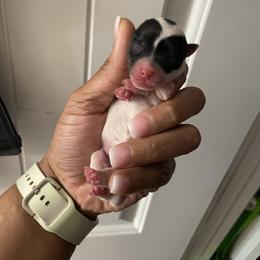 Girl 3 - Parti female Yorkshire Terrier puppy in Richland County, South Carolina from Nesha's Pawrific Tails