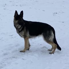 River - German Shepherd