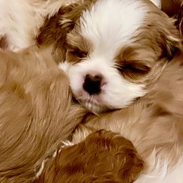 Cavalier King Charles Spaniel Puppies from Bella Fleur Cavaliers