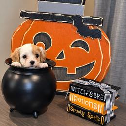 Pink- Cinnamon - female Cavapoochon puppy in Kountze, Texas from CaviCajun Kennels