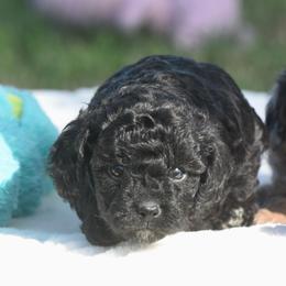 Barbie - Black and white female Cavapoo puppy in Checotah, Oklahoma from Blue Hue Aussies