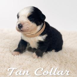 Tan Collar - Black rust and white male Bernese Mountain Dog puppy in Flat Rock, Illinois from Corner Stone Bernese Mountain Dogs