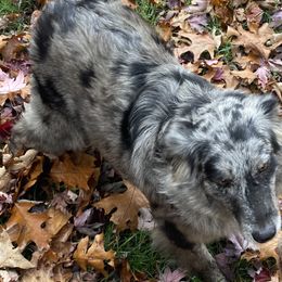 Gigi - Australian Shepherd