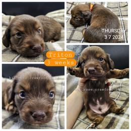 Dachshund Puppies from Wayward Home Dachshunds