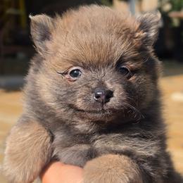 Bluey - Blue brindle male Pomeranian puppy in Fort Worth, Texas from Picture Perfect Poms