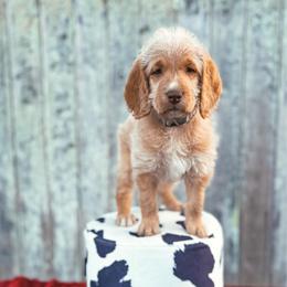 Snoop - Apricot female Labradoodle puppy in Elizabeth City, North Carolina from Howdy Doodles