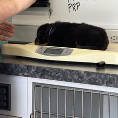 Purple Collar - Black and rust female Beauceron puppy in Floyd’s Knobs, Indiana from Birdwing Beaucerons