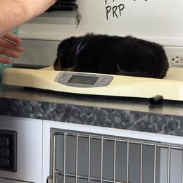 Purple Collar - Black and rust female Beauceron puppy in Floyd’s Knobs, Indiana from Birdwing Beaucerons