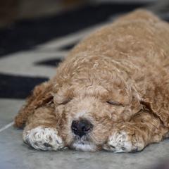 Saint Berdoodle Puppies from Highland Ridge Doodles