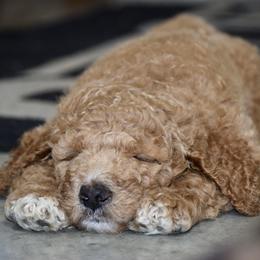 Saint Berdoodle Puppies from Highland Ridge Doodles