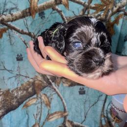 Boy 5 - Lime - Black white and tan male Cocker Spaniel puppy in Ellenboro, North Carolina from Chantels Spaniels