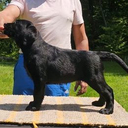 Dumpling - Labrador Retriever