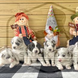 Border Collie Puppies from South Florida Stock Dogs