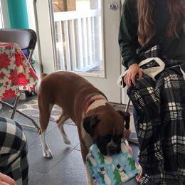 Boxer All Grown Up from Magen's Boxers