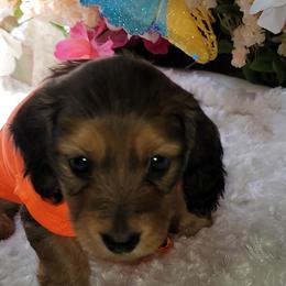 Dachshund Puppies from CLARK'S BREEDING PROGRAM