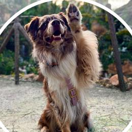 Figment - Australian Shepherd