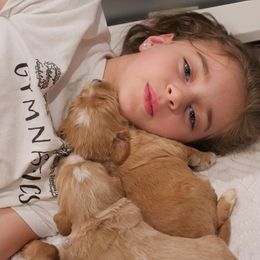 Australian Labradoodle Puppies from Integrity Labradoodles