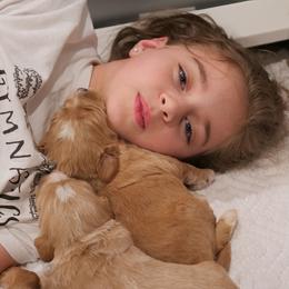 Australian Labradoodle Puppies from Integrity Labradoodles