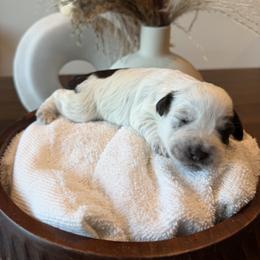 Iris - Liver female Miniature Schnauzer puppy in Menifee, California from Violet’s Meadow