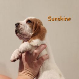 Basset Hound Puppies from Twin Creek Acres