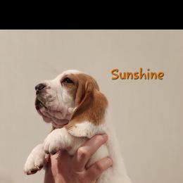 Basset Hound Puppies from Twin Creek Acres