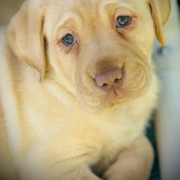 Sprout-Red Collar - Yellow male Labrador Retriever puppy in Penn Valley, California from Pleasant Valley Creekside Ranch, LLC