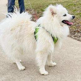 Bentley - White male Pomeranian puppy in St. Louis, Missouri from Saint Louis Pomeranian babies