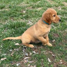 Light Blue - Golden male Golden Retriever puppy in Kentucky from Greenridge Kennels