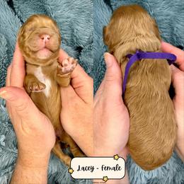 Lacey - Caramel red female Australian Labradoodle puppy in Citrus Heights, California from Elite Blend Labradoodles