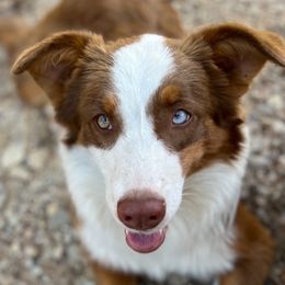 Australian Shepherds from Fat-Bottom Farms
