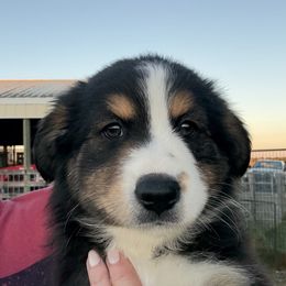 Teddy - Black tri male Miniature Australian Shepherd puppy in Midway, Texas from L Bar W Aussie Ranch
