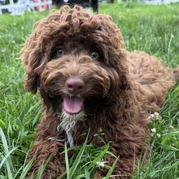 Skylar - Bernedoodle