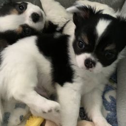 Chihuahuas from Wee Lil’Rascals