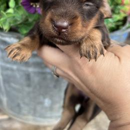 Miranda Lambert - Chocolate and tan female Dachshund puppy in Payette, Idaho from NT Mini Doxies