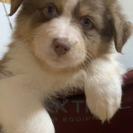 Australian Shepherd Puppies from Mullis Australian Shepherd